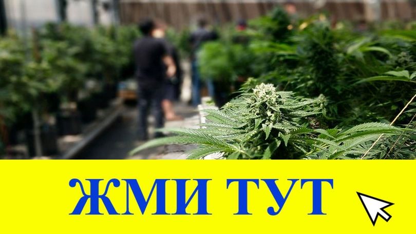 Купить наркотики в Шлиссельбурге